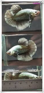 This video i will unbox 10 super black bettas. 100 Giant Bettas Ideas Betta Fish Pet Betta Fish