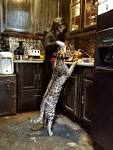 32 Best big house cat images | Crazy cats, Savannah cat ...