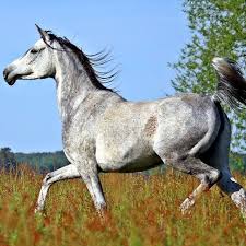 Astuce 2 Recettes Contre Les Fourchettes Pourries Pas De Pied Pas De Cheval Com Horses Horse Breeds Horse Photos