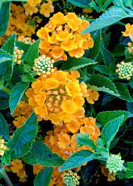Lantana Camara Wild Sage Or Tickberry Drought Tolerant Plants Butterfly Plants Lantana