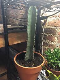 The easy way is to install google lens on your smartphone and take a photograph of your cacti, google will then identify it using ai and then. What Kind Of Cactus Is This And How Should I Care For It Succulents