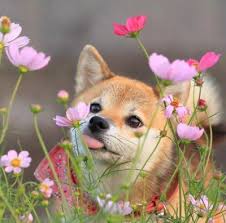 Dog plumeria frangipani flowers puppy flower bloom animal nature pet. Dogs With Flowers Dogswithfiowers Twitter
