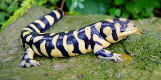 Amphibians are one of the most susceptible animals in the environment because of their porous definition. Amphibians National Wildlife Federation