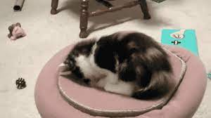 Cat Meme Gifs Wifflegif