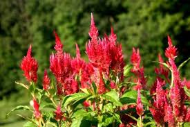 Celosia Kelos Fire Red