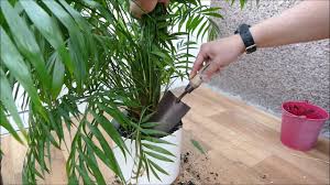 The parlor palm tree, scientific name chamaedorea elegans, is native to guatemala. Repotting My Parlour Palm Chamaedorea Elegans Youtube
