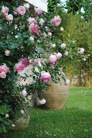 Eden Climber Rose Garden Design Beautiful Roses Climbing Roses
