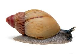 Image result for Hirtella zanzibarica