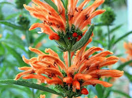 Image result for Leonotis decadonta