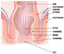 肛門の構造 |