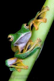 Wallace S Flying Frog Baumfrosch Frosch Zeichnung Frosche