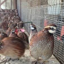 Bird Eggs For Sale Ebay Sponsored Ebay 10 Butler Bobwhite Quail Hatching Eggs Hatching Eggs Quail