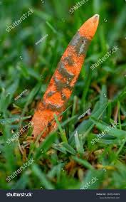 Image result for Mutinus elegans