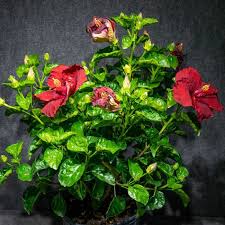 Image result for Hibiscus Red 2017 Vito