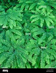 Image result for Adiantum poiretii