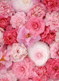 romantic roses おしゃれまとめの人気アイデア pinterest teresa frazzella バラの壁紙 美しい花 花