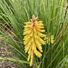 Image result for Kniphofia grantii