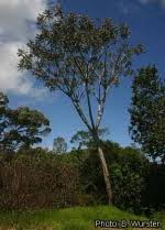 Image result for Polyscias fulva