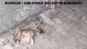 Haykonfed Burdur Golhisar Belediyesi Barinagi Facebook