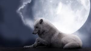 Witte Wolf In Maan Witte Wolf Dieren Wolf