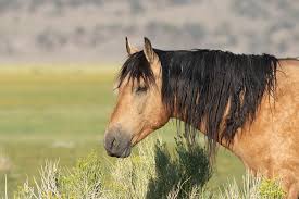 52 best ideas about buckskin=beautiful on. Buckskin Mustang Stallion This Is The An Example Of Everyt Flickr