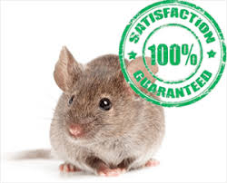 I can't say enough about their service, we're very fortunate to have found the right person. Pest Control Services In Canandaigua Bed Bugs Mice Ants Bees More