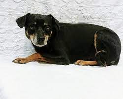 Adopt Minnie 3255 In Foster On Petfinder Pets Humane Society Dogs