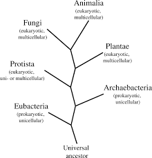 the six kingdoms of life biology classroom microbiology