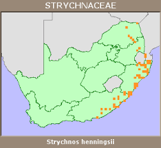 Image result for Strychnos henningsii