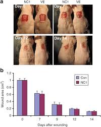 Topical Application Of Nc1 Did Not Promote Wound Healing A 1 0 Cm2 1 Download Scientific Diagram