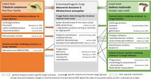Rodent droppings carry various parasites and pathogens that are the root of over 35 diseases including (courtesy of the cdc) rodents were recently the cause of an outbreak in florida of a potentially deadly parasite in food called rat lungworm. Coevolution Of Parasitic Fungi And Insect Hosts Sciencedirect