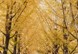 The autumn foliage in korea . Autumn In Korea 2021 Forecast Food Festivals And More There She Goes Again