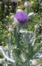 Pin On Schottische Distel Samen