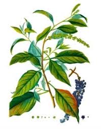 Image result for Phytolacca dodecandra