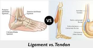 Tendons and ligaments are bands of connective tissue that help stabilize the body and allow movement. What Are The Differences Between A Tendon And A Ligament What Are The Similarities Quora