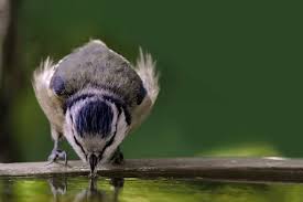 In order to attract birds to your birdbath, first make sure it stays filled with clean water. How To Get Birds To Use A Bird Bath A Guide 8 Simple Tips Bird Feeder Hub