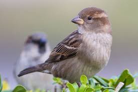 How To Get Rid Of Sparrows You Do Not Want House Sparrow Bird House Kits Bird Houses