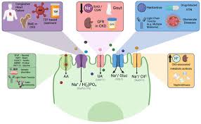 Image result for Renal Function