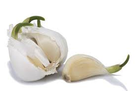 This is what makes storing fresh garlic throughout the winter so hard so if you store it this way, keep it in the fridge until you're ready to use it. Don T Throw Out Old Sprouting Garlic It Has Heart Healthy Antioxidants American Chemical Society