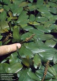 Image result for Potamogeton nodosus