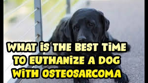 This is primarily determined by the discomfort associated with the primary tumour. How Long Can A Dog Live With Osteosarcoma Life Expectancy Youtube