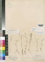 Image result for Lobelia flaccida