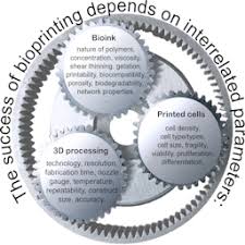 Maybe you would like to learn more about one of these? Clean Bioprinting Fabrication Of 3d Organ Models Devoid Of Animal Components Altex Alternatives To Animal Experimentation