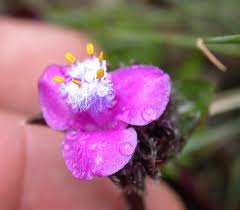 Image result for Cyanotis sp. aff. C. lapidosa