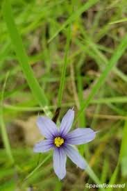 Image result for Iridaceae