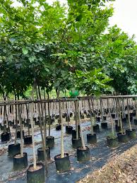 Image result for Millettia pinnata