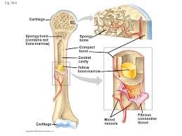 Minks bone diagram diagram base website bone diagram fishbonelabdiagramtemplate levantorosadeiventi it. Fruit Caricature Microscopic Structure Of Bone Diagram