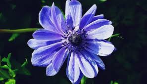 A purple aura means that you are spiritually in a good space. Anemone Flower Meaning Symbolism And Colors
