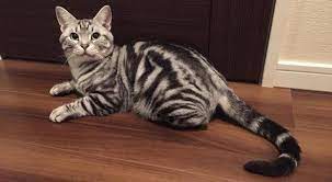 アメリカンショートヘアー 猫図鑑 猫 図鑑 アメリカンショートヘア ねこ