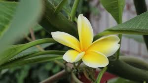 Image result for Apocynaceae subfamilies Apocynoideae and Rauvolfioideae